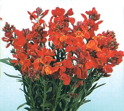 Picture of Wallflower - Fire King